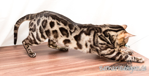 Bengalkater charcoal